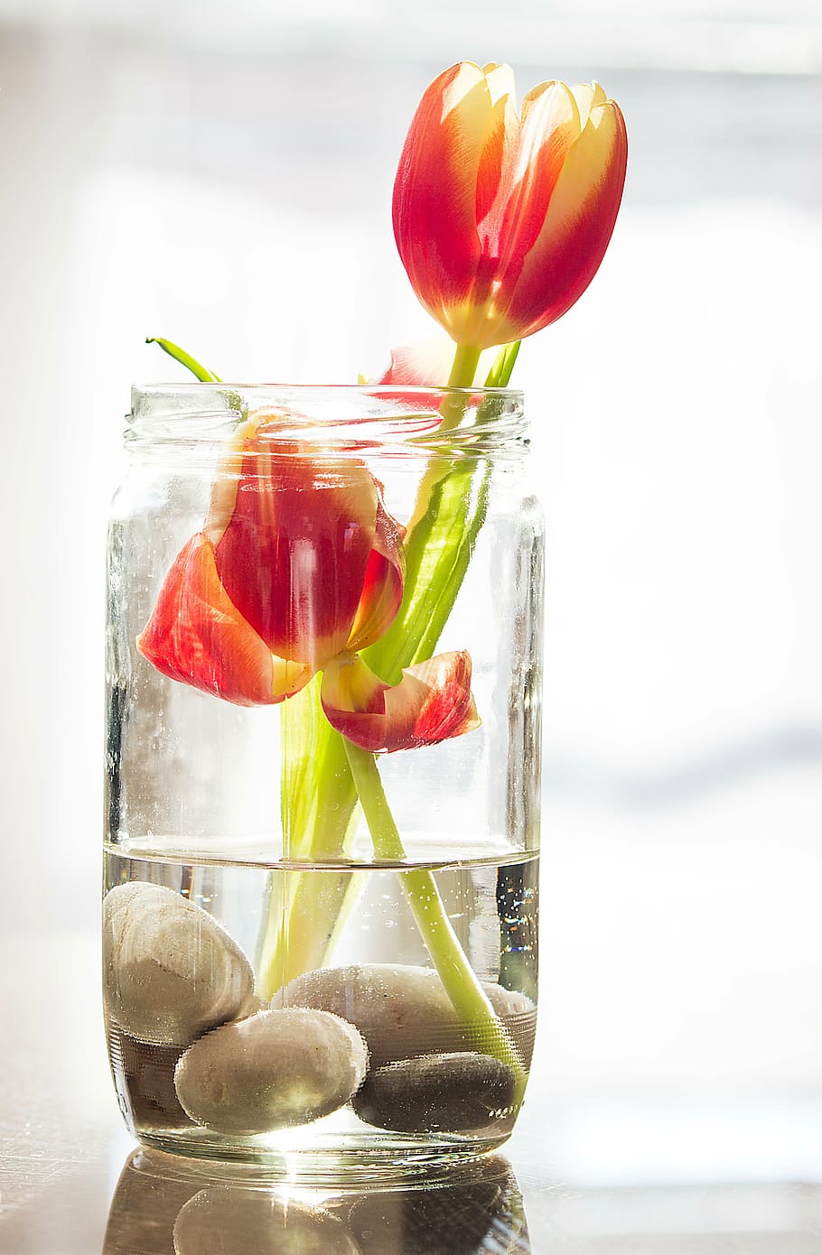 red petaled flowers in clear glass vase, tulips, spring, nature HD wallpaper