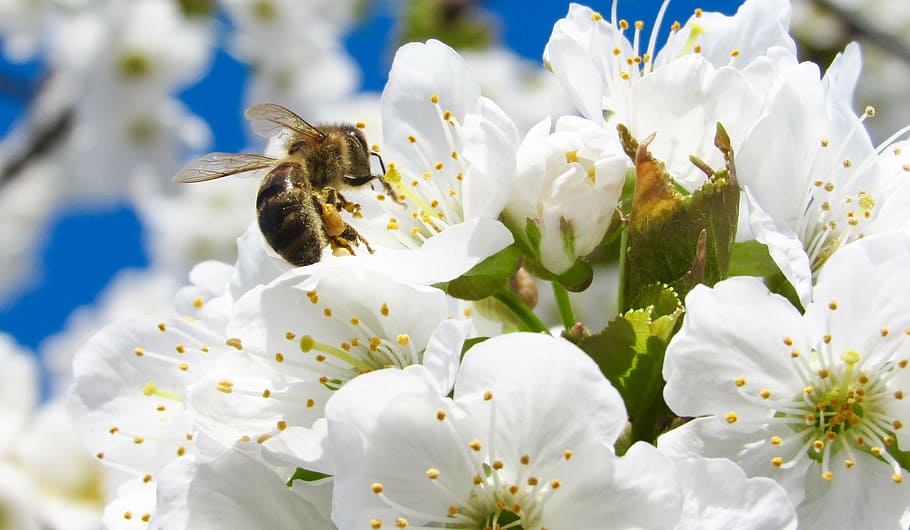 honey bee on white flowers, tree, garden, nature, blossom, insect HD wallpaper