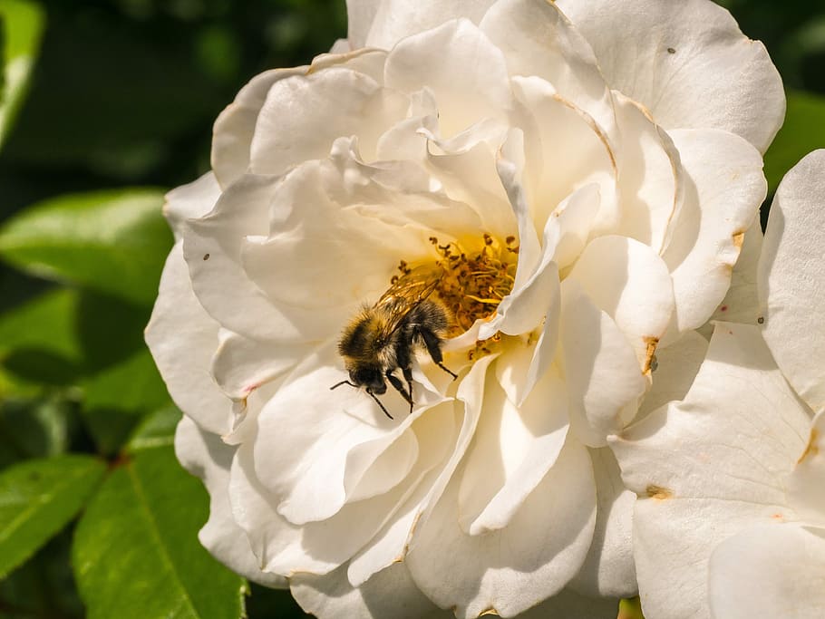 flower, rose, nature, bee, garden, flowering plant, beauty in nature HD wallpaper