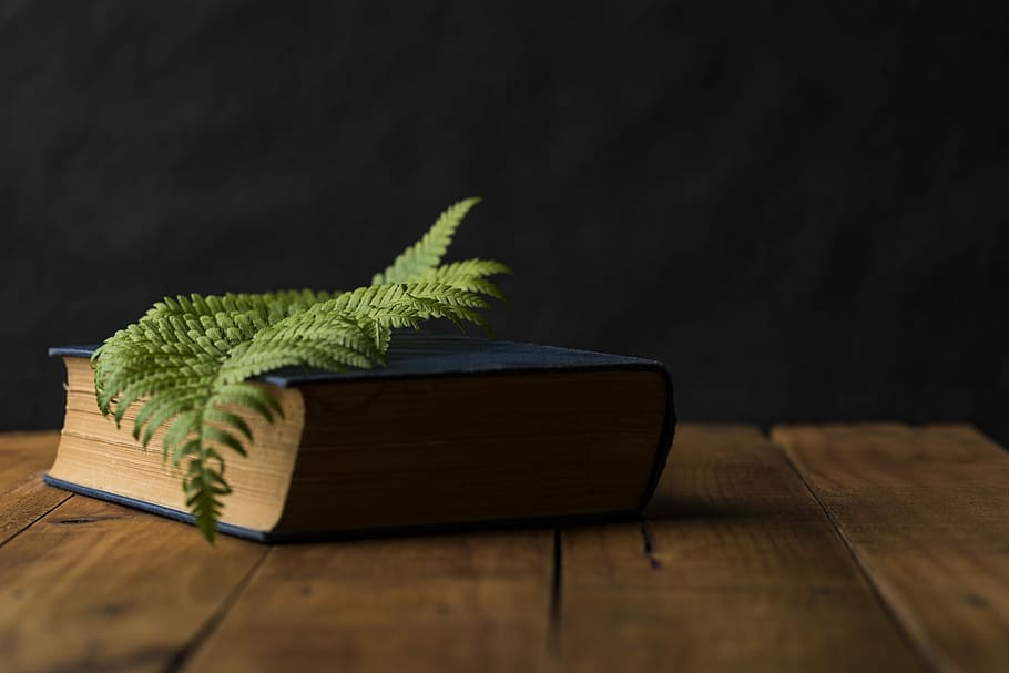 green leaf on top of blue hardbound book, green leaf on black book on brown wooden surface HD wallpaper