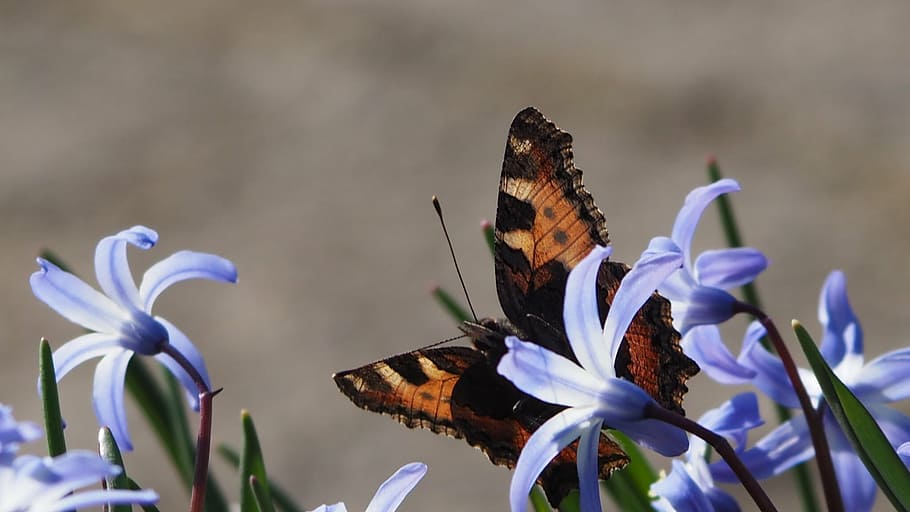 butterfly, spring, nature, close, insect, flower, butterfly - Insect HD wallpaper