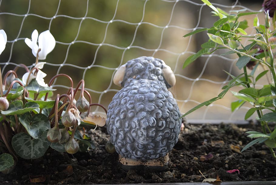 Sheep, Balcony, Plant, day, cage, animal themes, one animal HD wallpaper