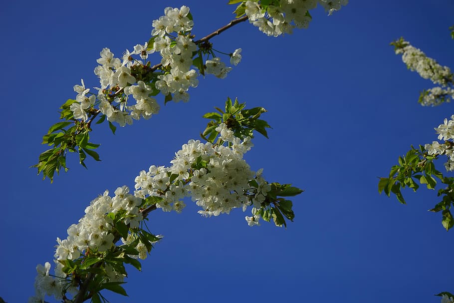 Cherry Blossom, Bloom, white, branch, flowers, spring, sunny day HD wallpaper