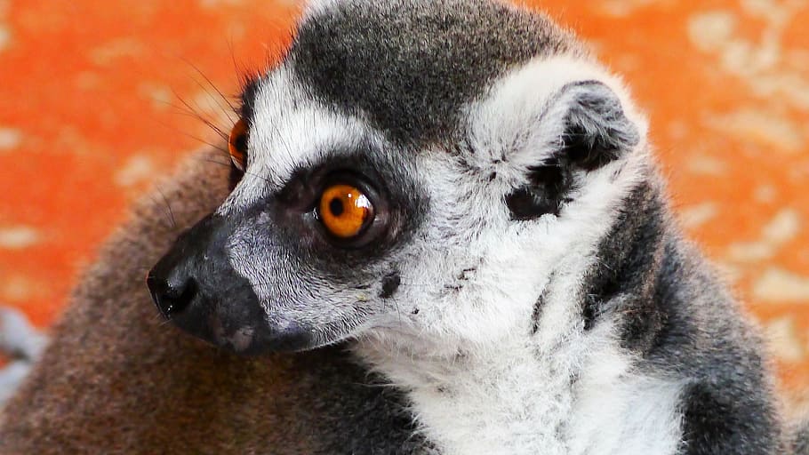 lemur, monkey, primates, madagascar, mammal, prosimians, head HD wallpaper