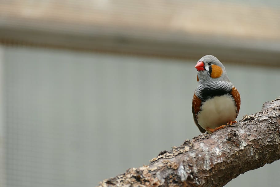 bird, waiting, for, picture, one animal, animal wildlife, animals in the wild HD wallpaper