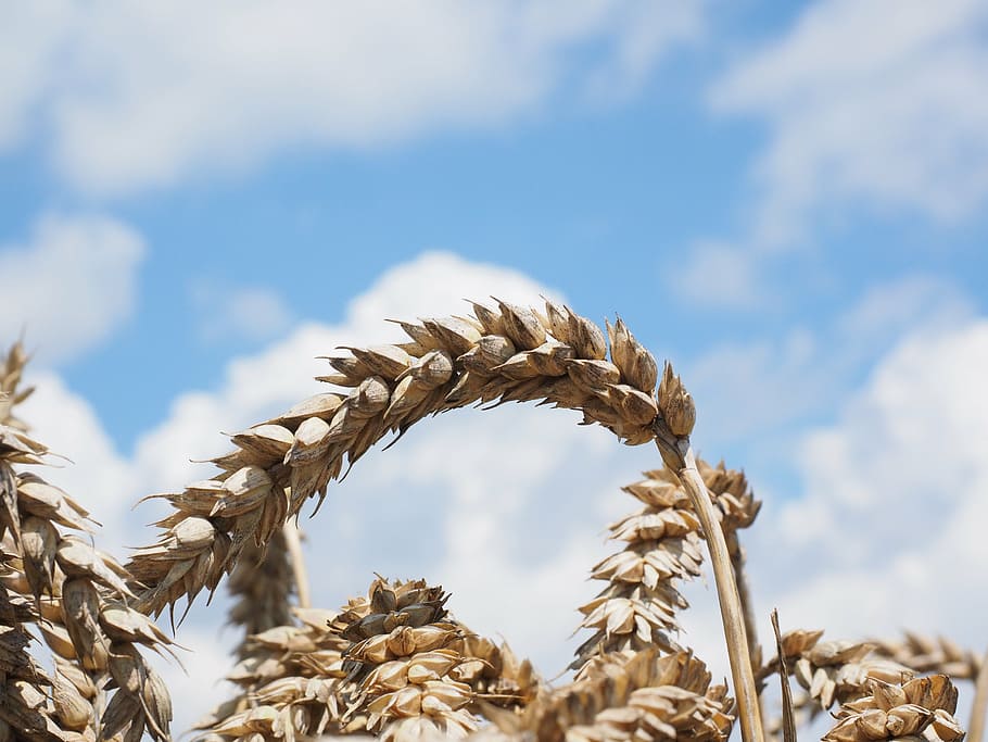 wheat, spike, cereals, grain, field, wheat field, cornfield HD wallpaper