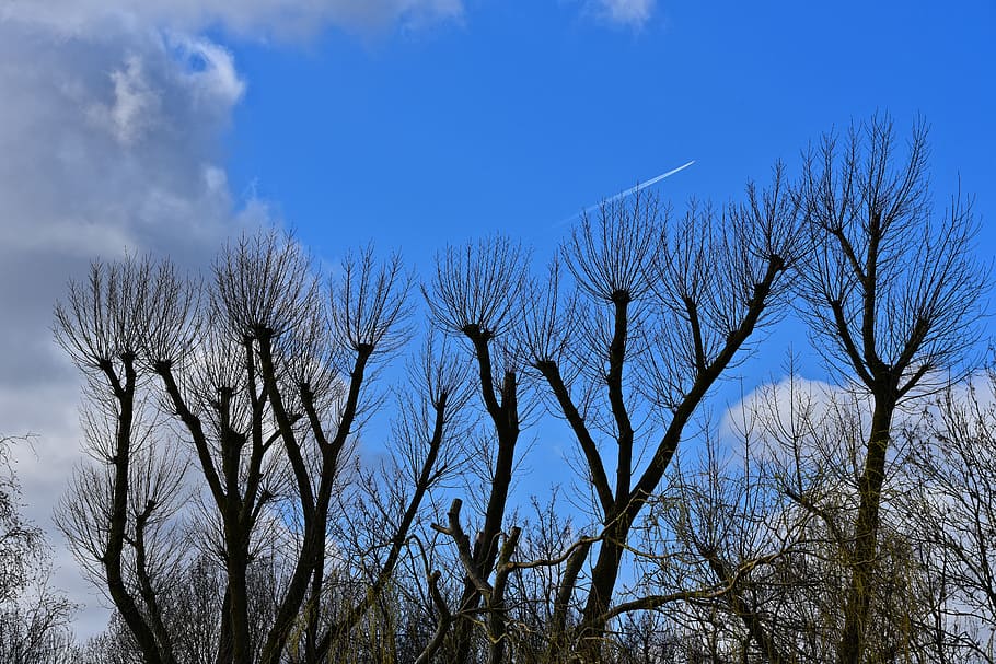 black bare trees over blue and cloudy sky at daytime, trunk HD wallpaper