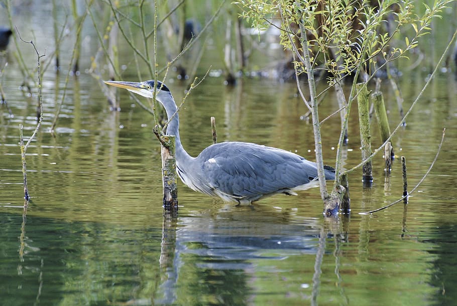 water, nature, lake, pool, bird, reflection, animal, feather HD wallpaper