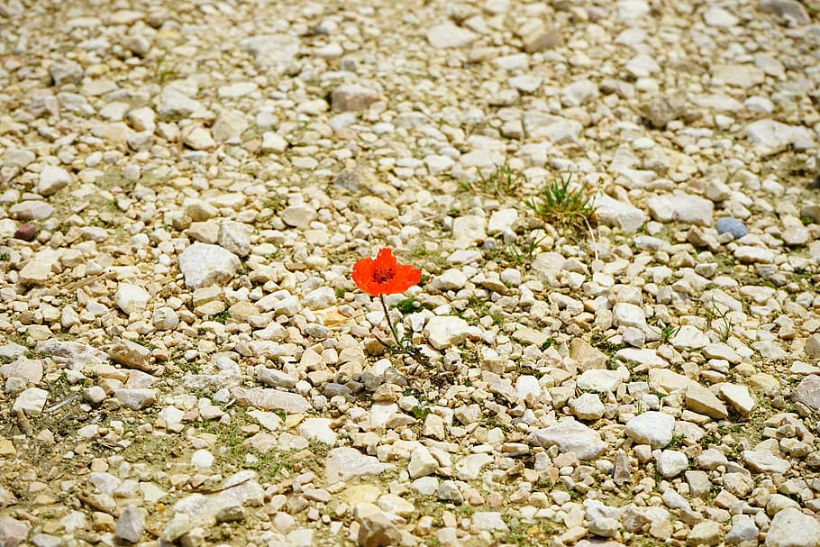 poppy, flower, blossom, bloom, individually, alone, away, gravel road