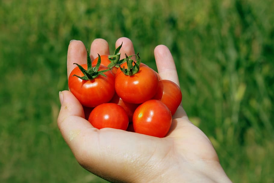 selective focus photography of left person's hand with bunch of tomatoes HD wallpaper