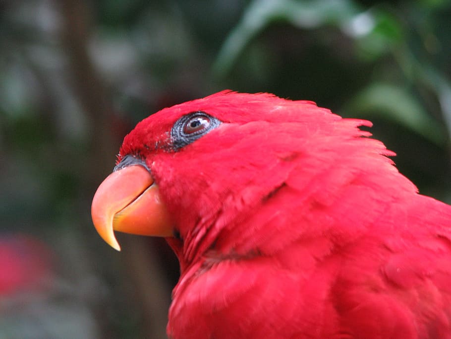 parrot, bird, red, close-up, wing, beak, tropical, colorful HD wallpaper
