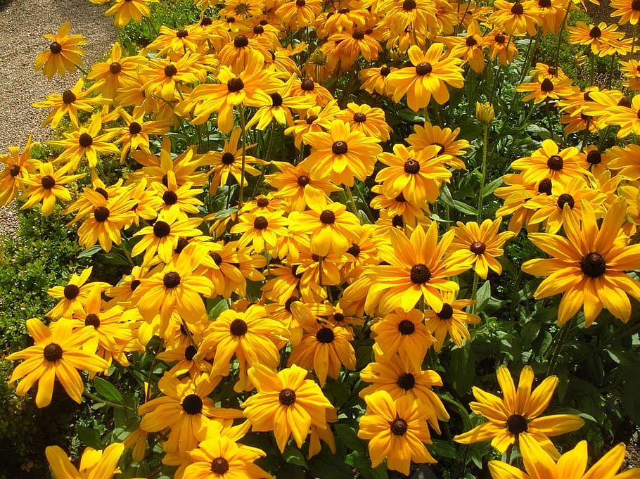 flower, composed, plants, botany, flowering plant, fragility HD wallpaper