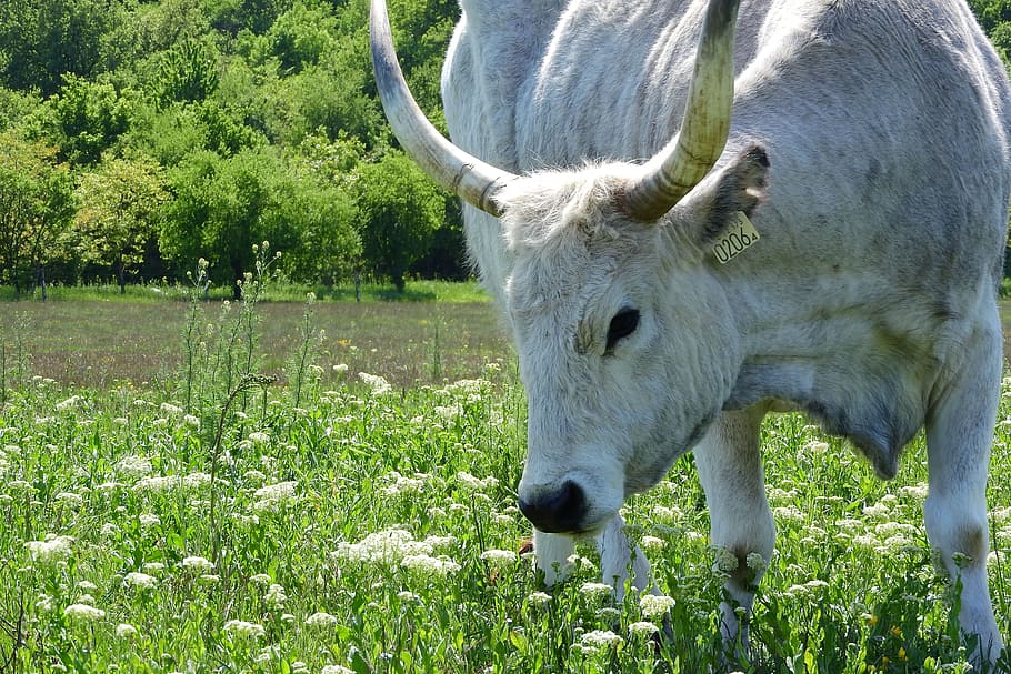 Scot, Corners, Cow, Hungary, long, traditional breed, grass, HD wallpaper