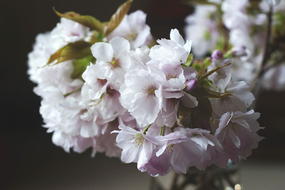 white-and-pink petaled flowers, white-and-purple petaled flowers HD wallpaper