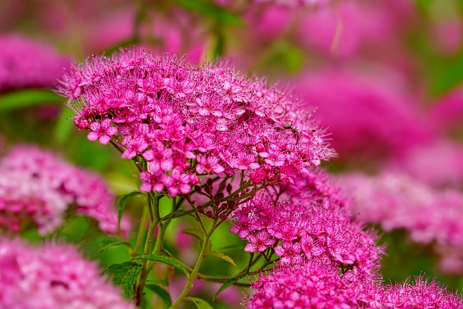 Free download | HD wallpaper: selective focus photo of pink pentas ...