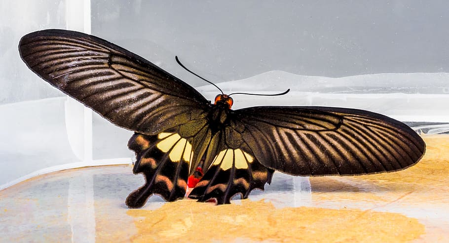 Butterfly, Insect, animal, animal Wing, butterfly - Insect HD wallpaper