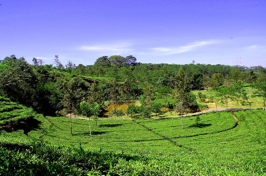 tour tea gardens nature