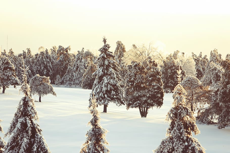 green trees covered with snow at daytime, photo, winter, cold HD wallpaper