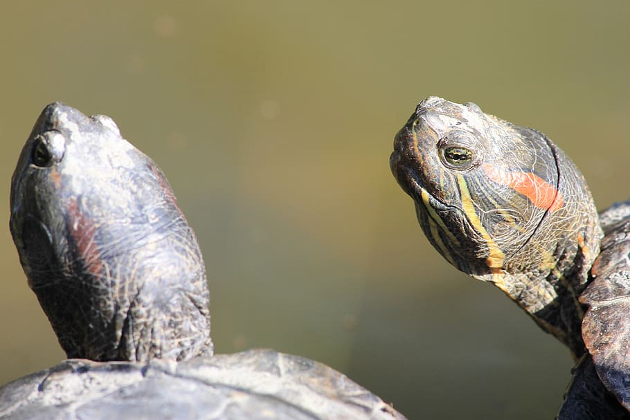 Free download | HD wallpaper: turtle, nature, florida turtles, pond ...