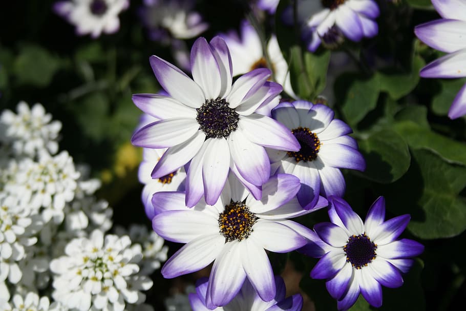 flower, white, violet, magerite, flowers, plant, flowering plant HD wallpaper