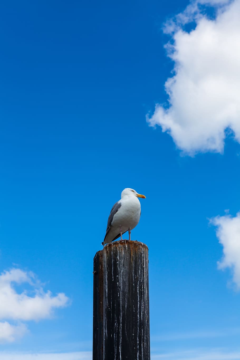 gull, tribe, nature, clouds, birds, pile, sky, vertebrate, cloud - sky HD wallpaper