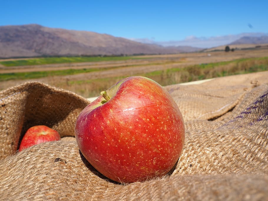 south africa, ceres, apple, harvest, nature, still life, food
