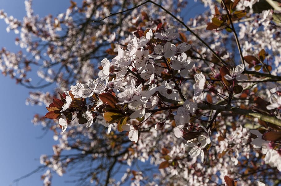 cherry, condroz, flowers, nature, tree, branch, springtime HD wallpaper