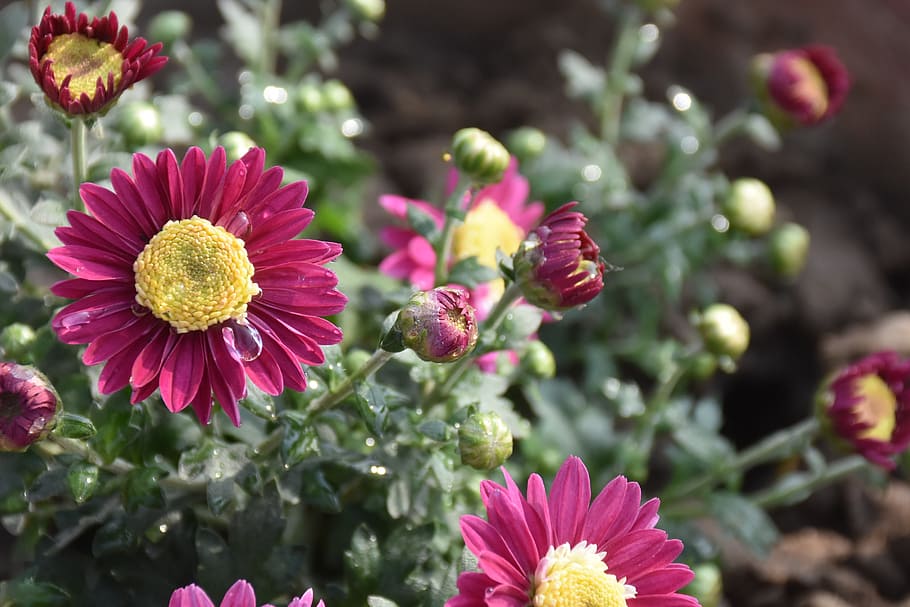 flower, nature, flora, summer, garden, flowering plant, freshness HD wallpaper
