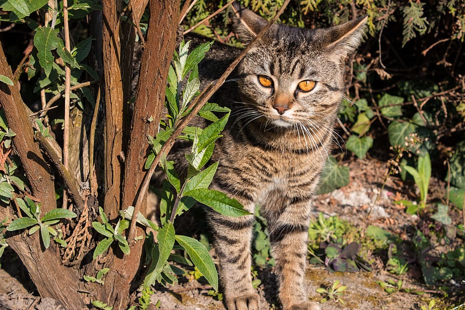cat, curiosity, pet, one animal, feline, mammal, portrait, pets HD wallpaper