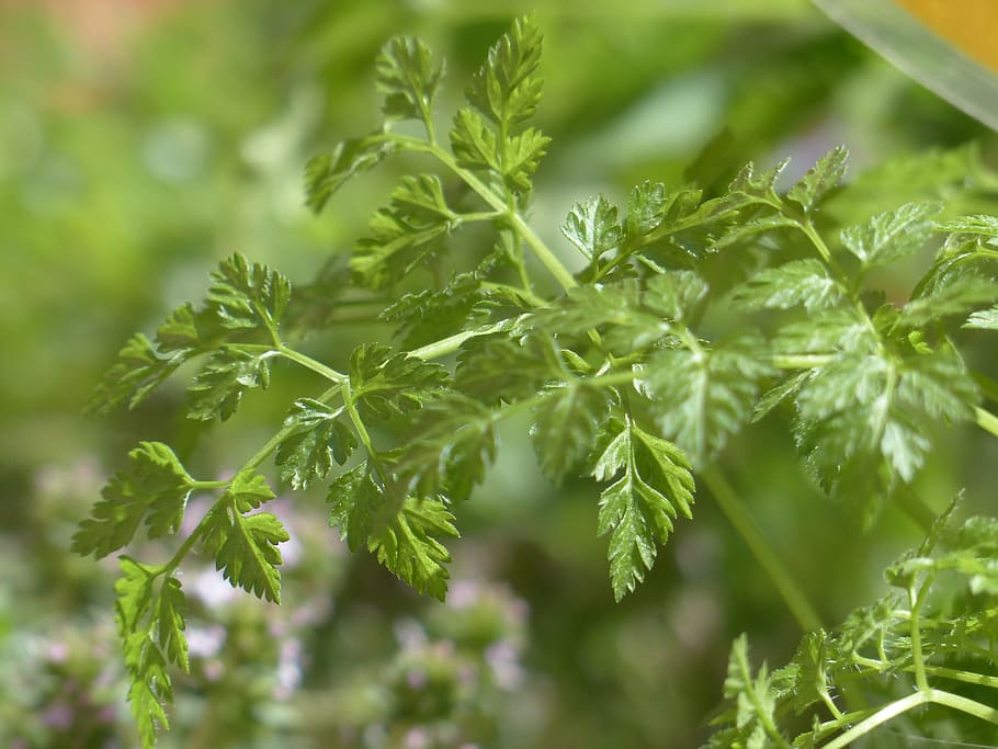 Chervil, Kitchen, Herb, Leaves, kitchen herb, stalk, plant HD wallpaper