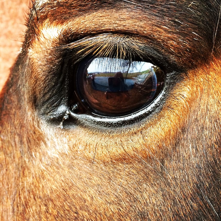horse, eye, horse eye, beautiful, close-up, animal eye, domestic, HD wallpaper