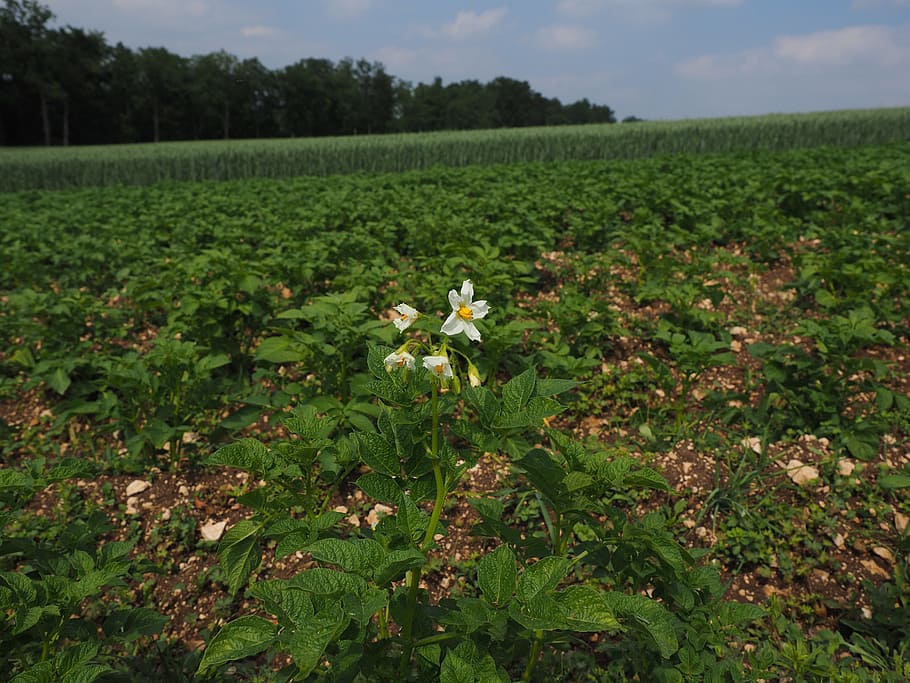 Potato, Field, Blossom, potato field, potato blossom, bloom
