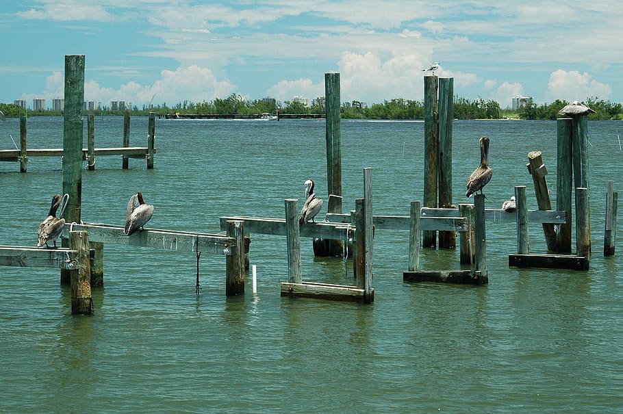 Pelicans, Dock, Piling, Bird, River, water, animal, beak, brown HD wallpaper