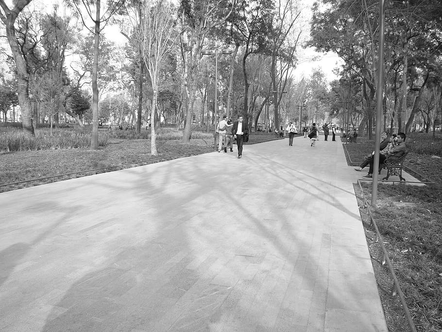 park, path, afternoon, tree, plant, day, real people, nature HD wallpaper