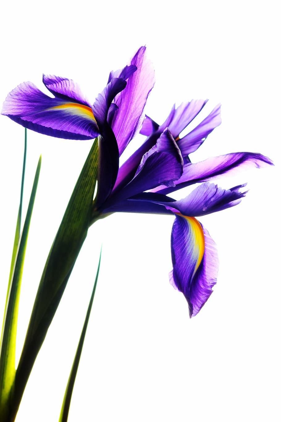HD wallpaper purple petaled flowers with white background, iris ...