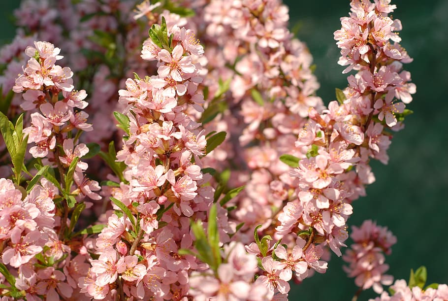 spring, flowering shrub, flowering plant, fragility, freshness HD wallpaper