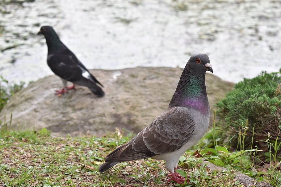 birds, nature, spring, animal themes, animal wildlife, animals in the wild HD wallpaper