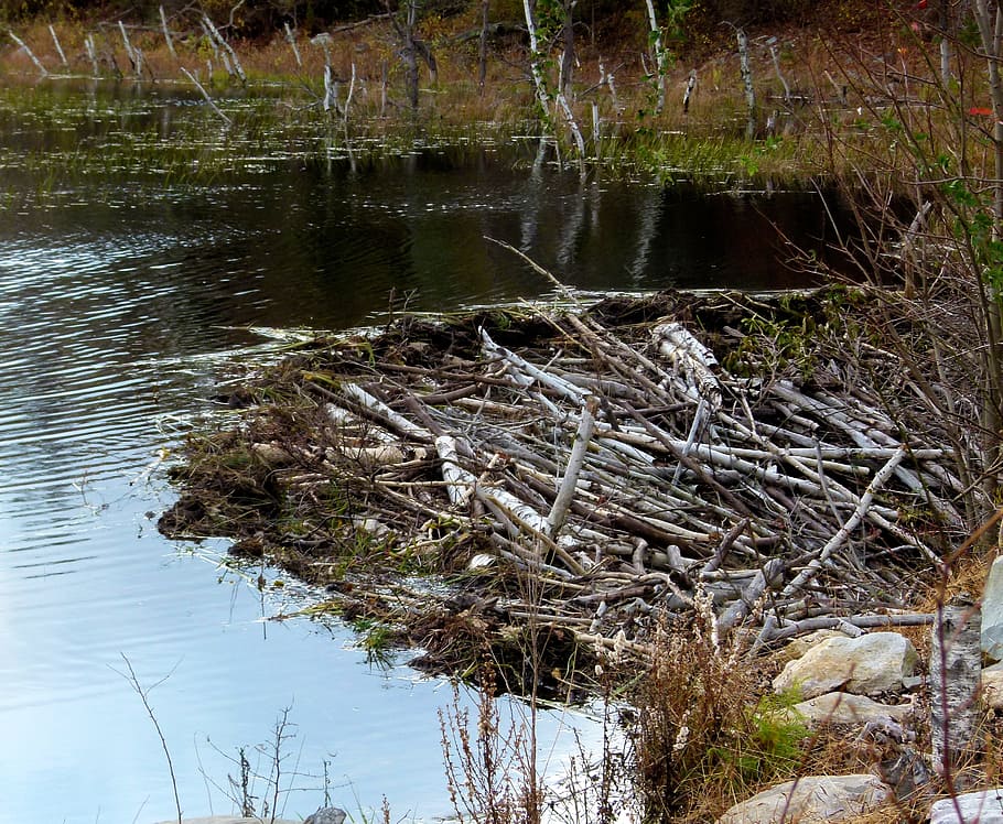 beaver, dam, pond, water, lake, plant, nature, day, reflection HD wallpaper