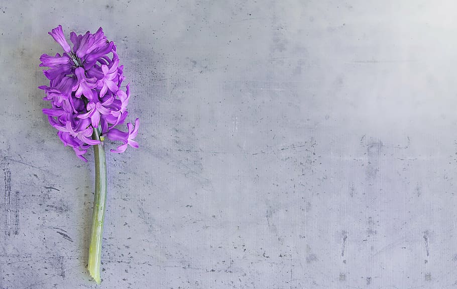 purple Hyacinth flower on floor, fuchsia, flowers, fragrant flower, HD wallpaper