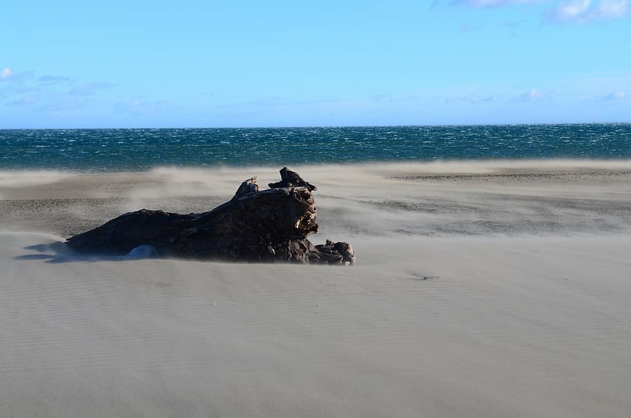 landscape, beach, trunk, sea, sky, water, horizon, horizon over water HD wallpaper