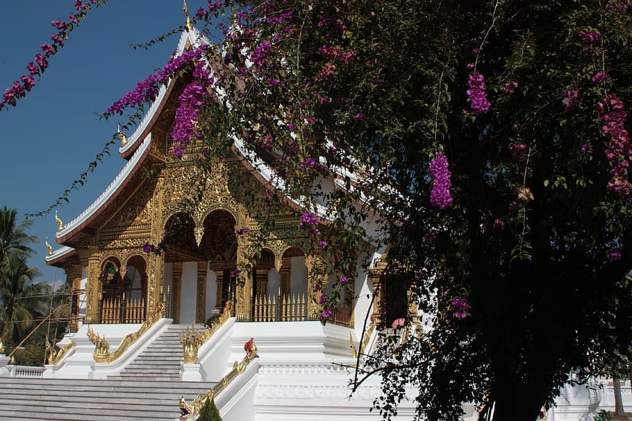 asia, temple, laos, architecture, tree, plant, built structure HD wallpaper