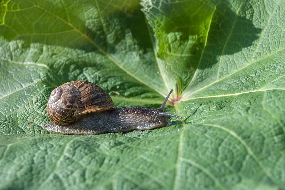 snail, leaf, nature, gastropod, plant part, animal, animal themes HD wallpaper