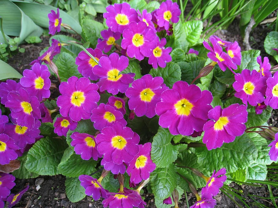 primula, flowers, pink, spring, green, nature, plant, summer HD wallpaper