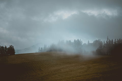 landscape photography of brown grass field, foggy forest under gray sky HD wallpaper