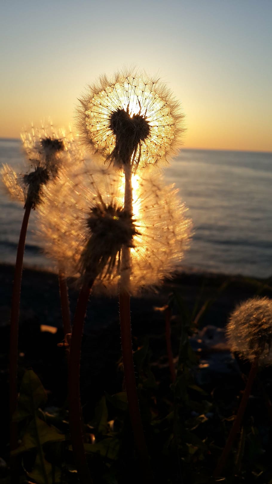 shallow focus photo of dandelion during sunset, flower, leaves HD wallpaper
