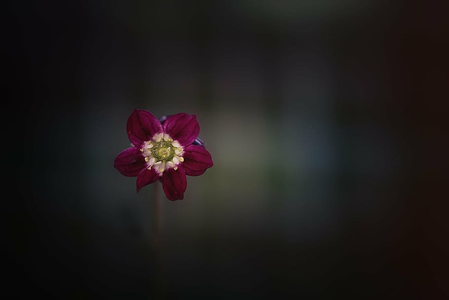 vignette photography of red petaled flower, blossom, bloom HD wallpaper