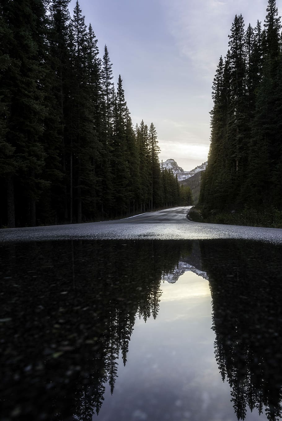 road near forest, body of water surrounded by trees during daytime HD wallpaper