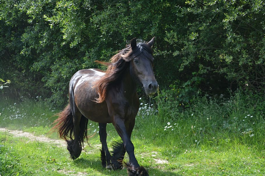 brown horse on green grass field beside green plant wall, mare HD wallpaper