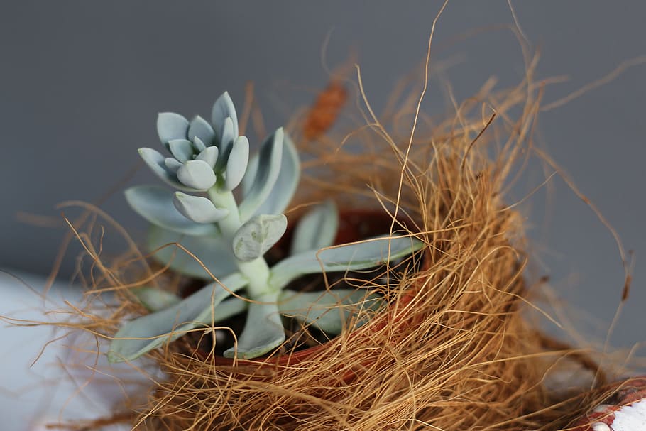 nature, flora, desktop, beautiful, closeup, cactus, decoration HD wallpaper
