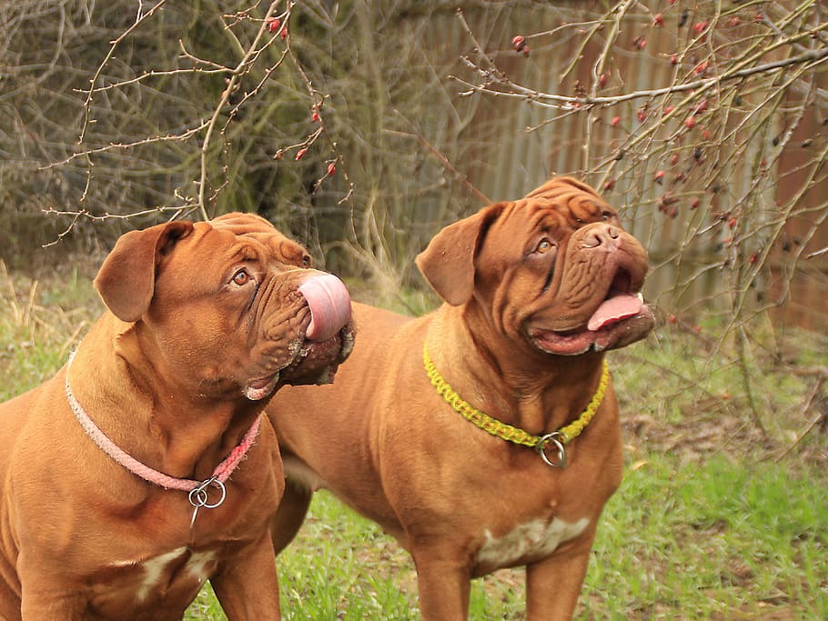 Bordeaux, Mastiff, Dog, Mastiffs, French, animal, pet, brown HD wallpaper